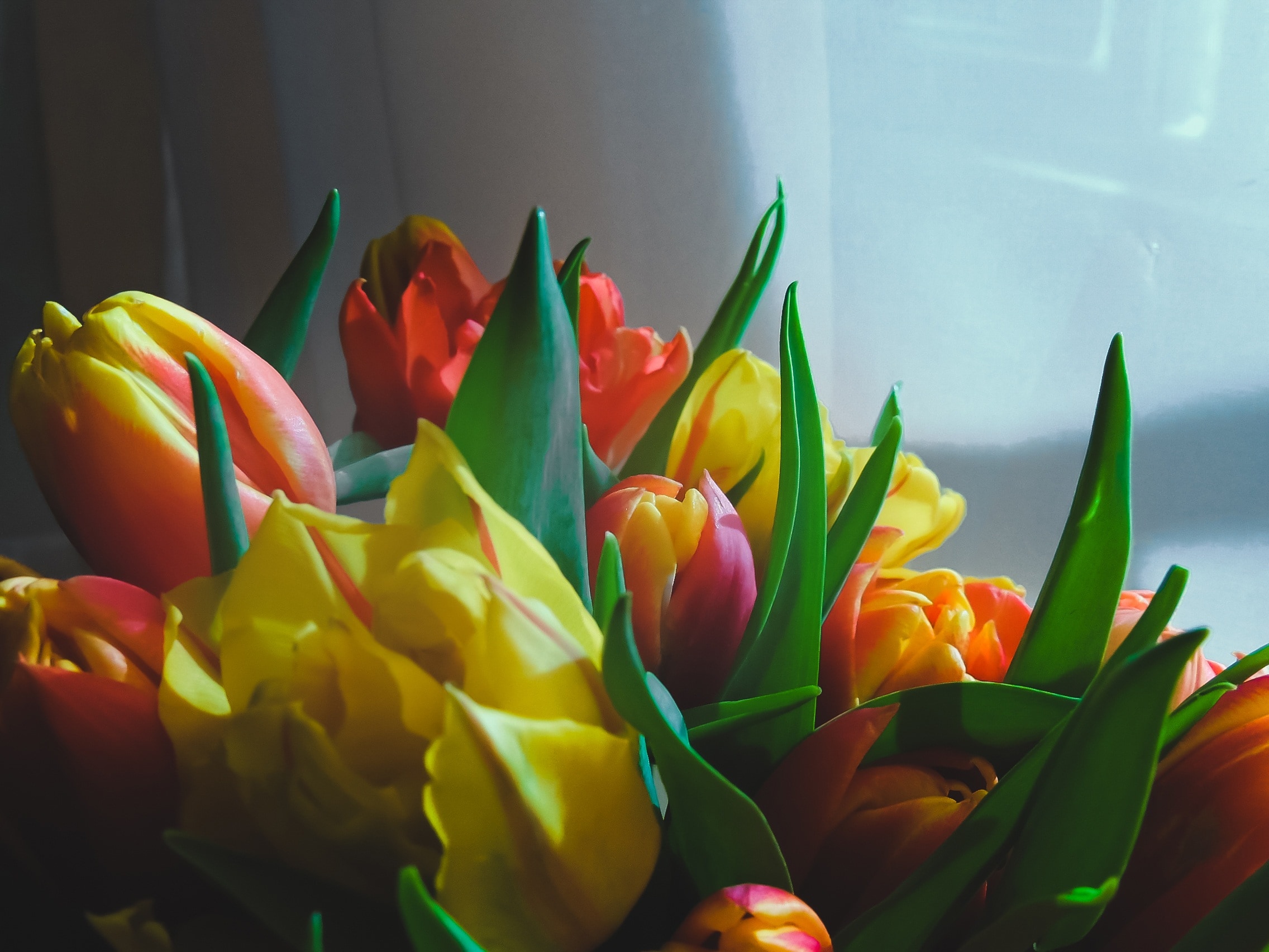 Yellow, Bright, Tulips, Flowers, Spring, flower, freshness