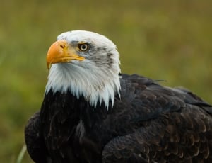 black and white bald eagle thumbnail