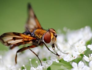 Wing, Close, Fly, Flowers, Insect, Macro, insect, animal themes thumbnail