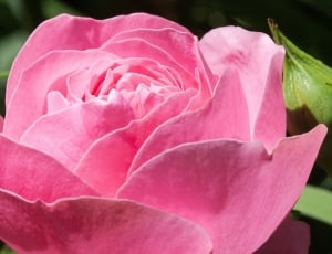 pink rose close-up photo during daytime thumbnail