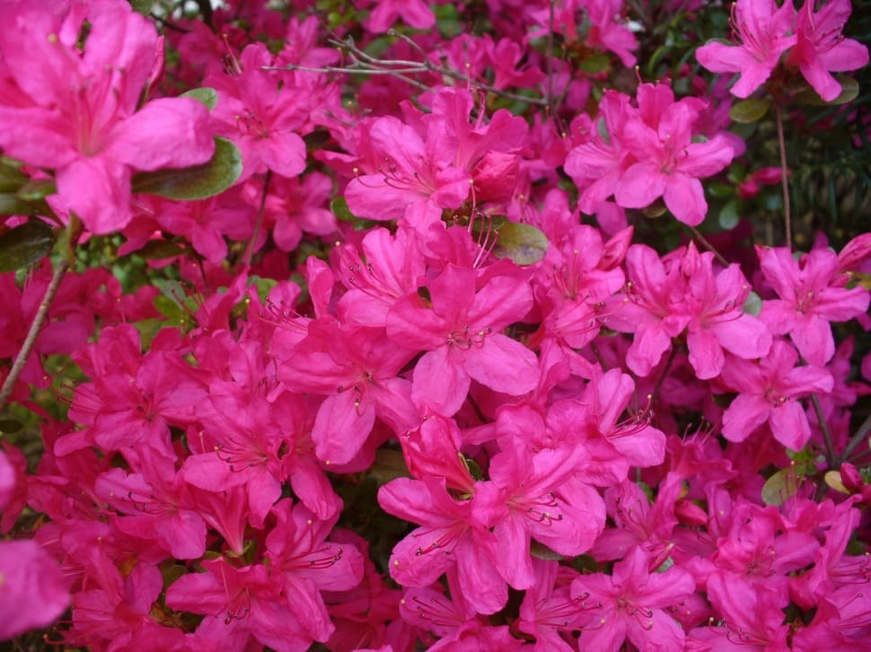 Azaleas flowers at daytime preview