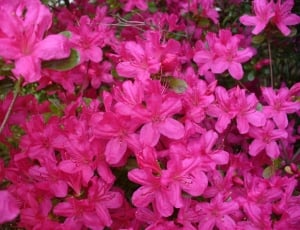 Azaleas flowers at daytime thumbnail
