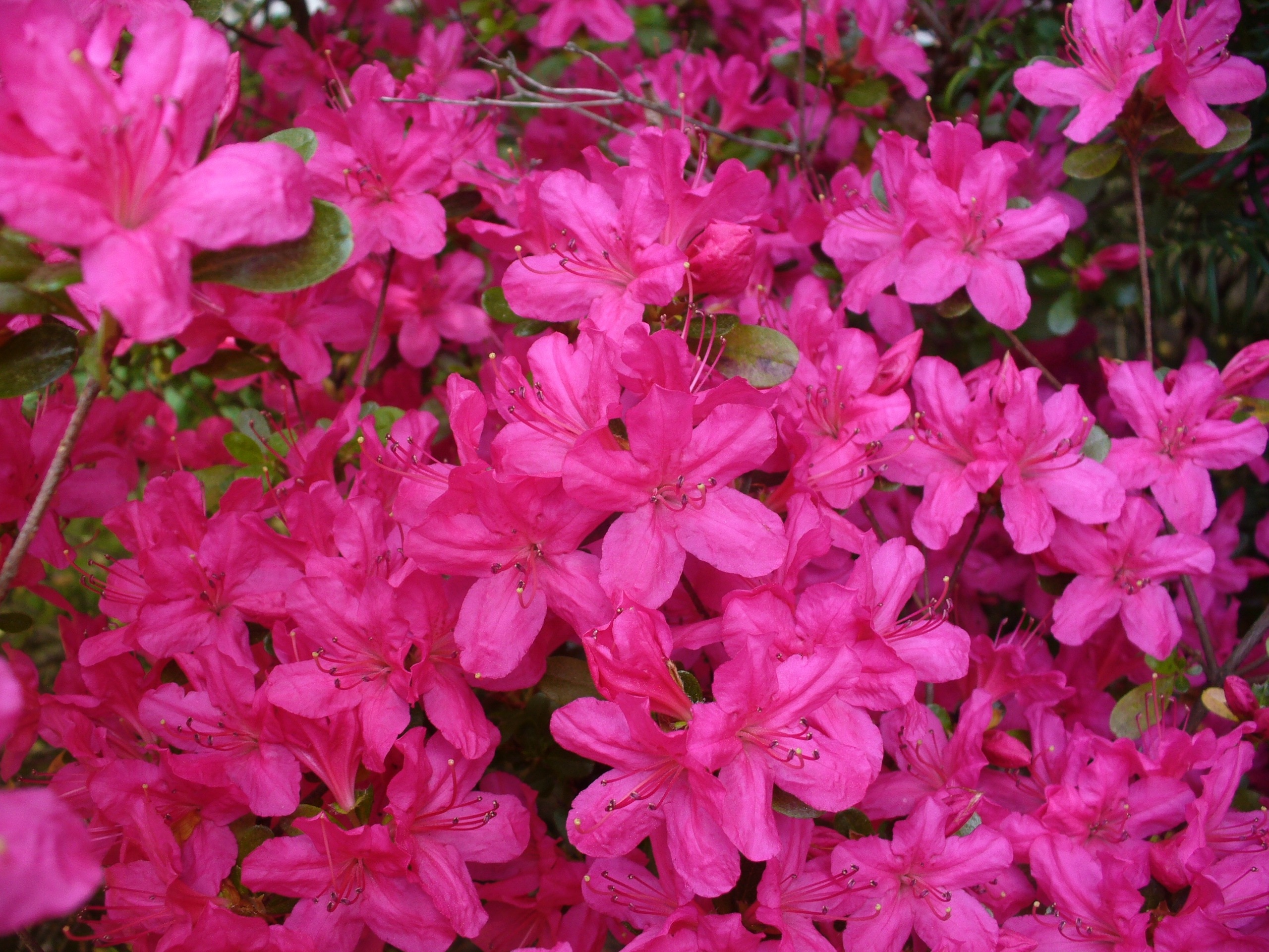 Azaleas flowers at daytime