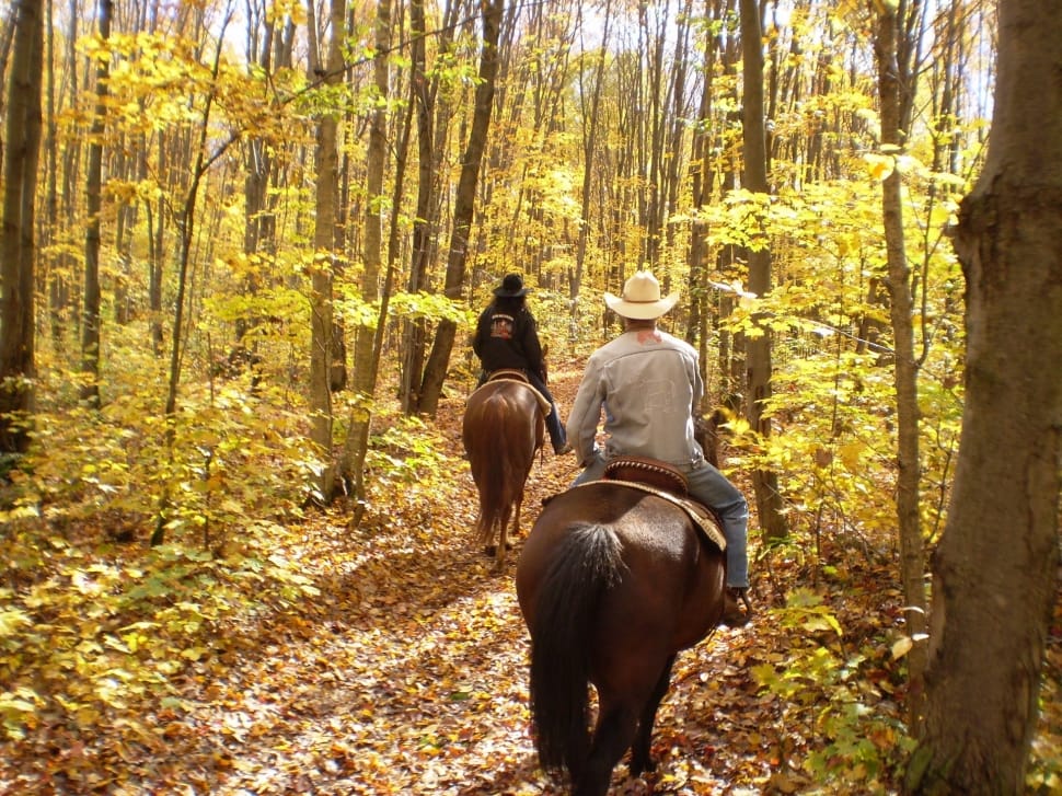 two cowboy riding horse on forest with tall trees during daytime preview