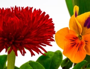 2 red and yellow petaled flowers thumbnail