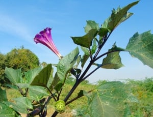 purple-and-beige brugmansia thumbnail