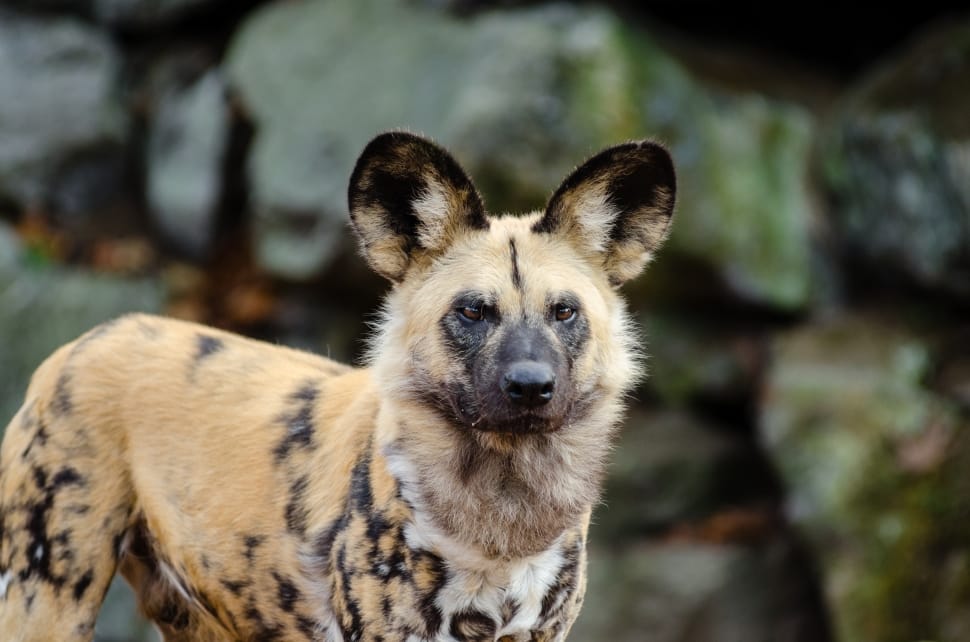 African wild dog, Lycaon pictus preview