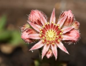 pink yellow and red flower thumbnail