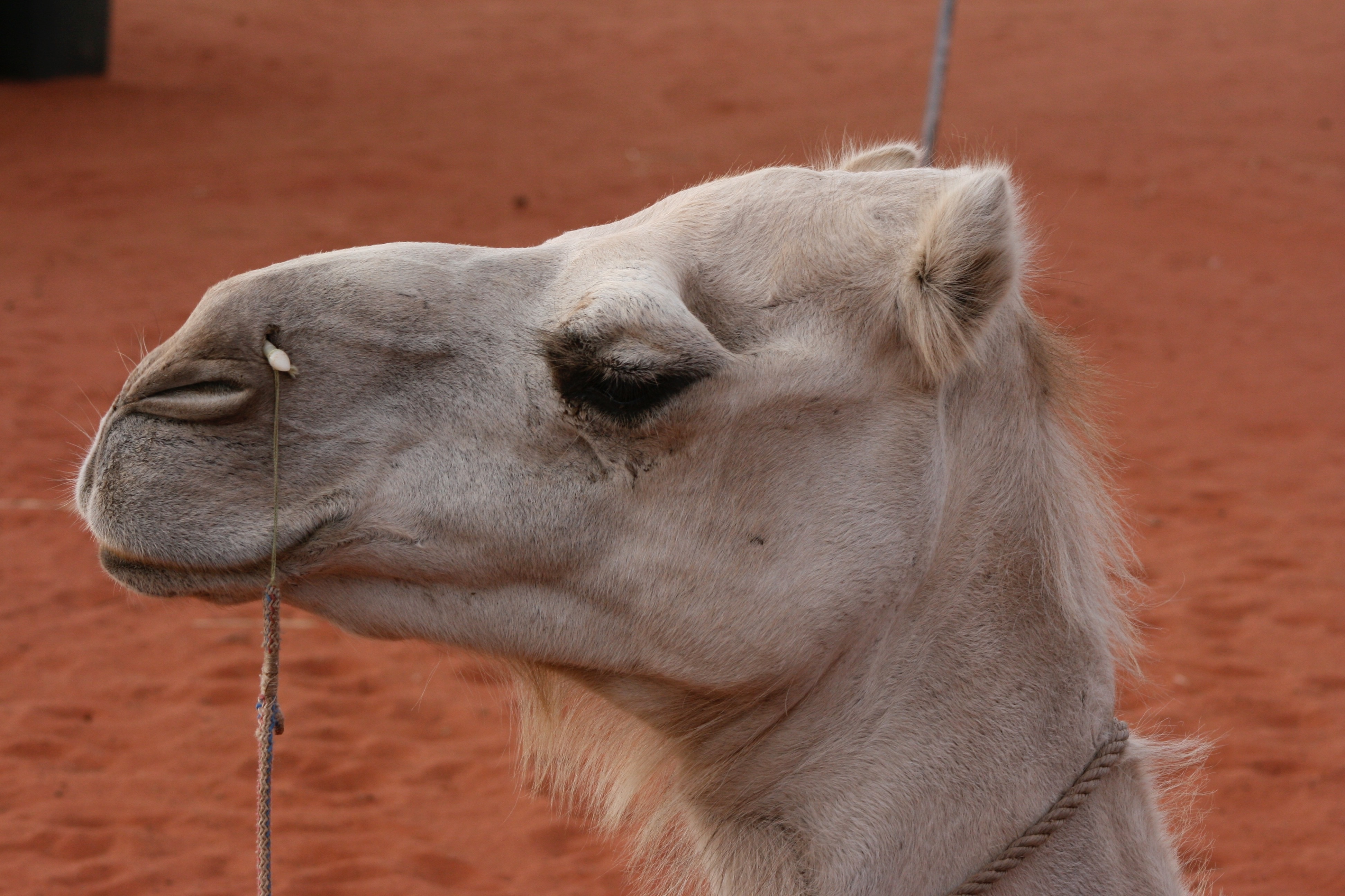 white camel