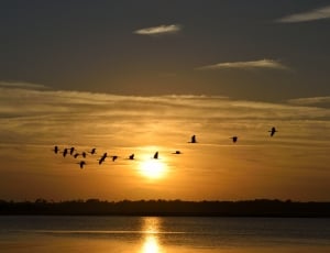 silhouette photo of flock of birds thumbnail