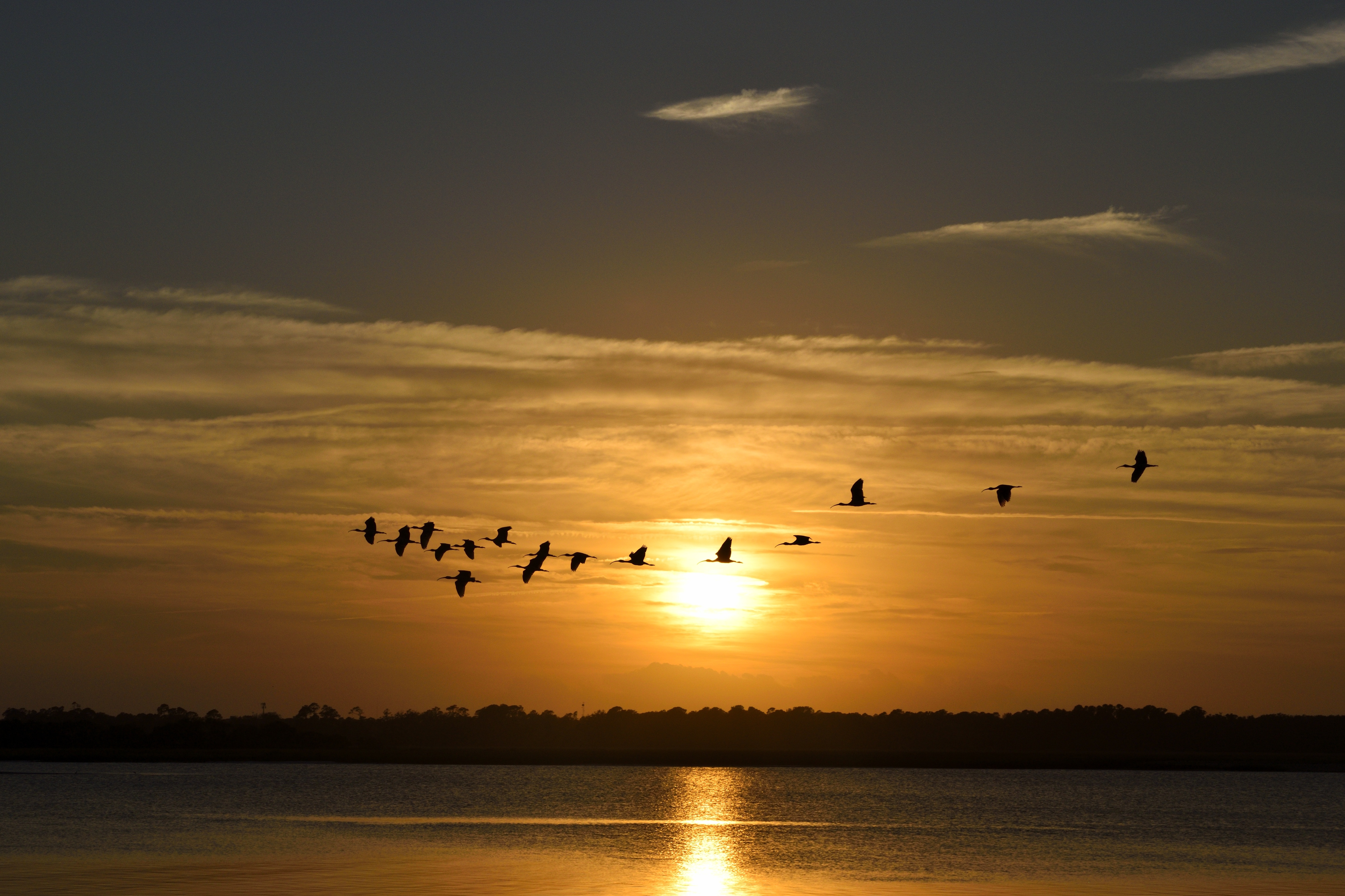 silhouette photo of flock of birds