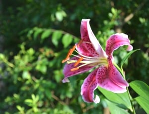closeup photo of stargazer lily thumbnail