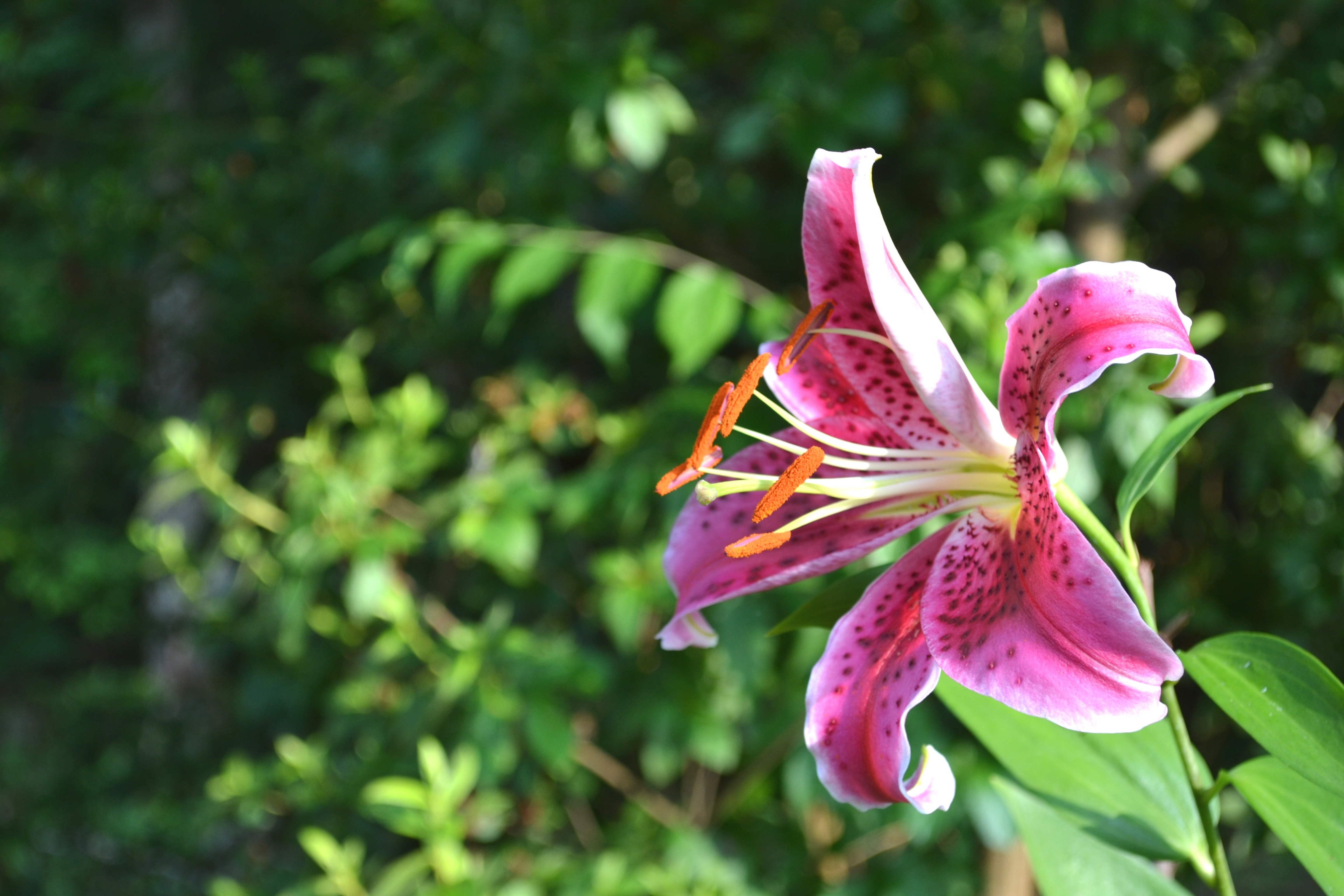 closeup photo of stargazer lily.