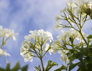 shallow focus photography of white petaled flowers during daytime thumbnail
