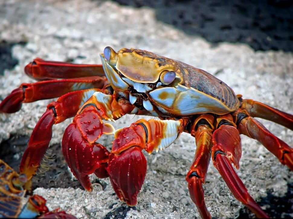 red brown and white crab preview