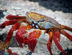 red brown and white crab thumbnail