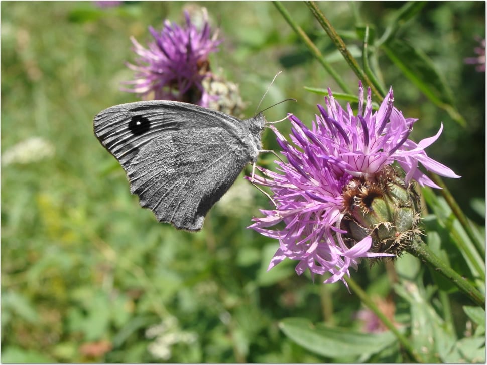 gray and black butterfly on purple and white flower preview