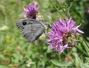 gray and black butterfly on purple and white flower thumbnail