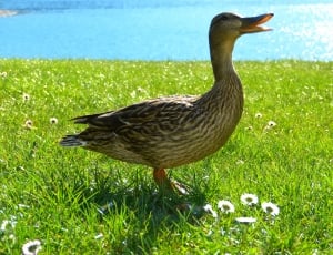 black and brown duck ] thumbnail