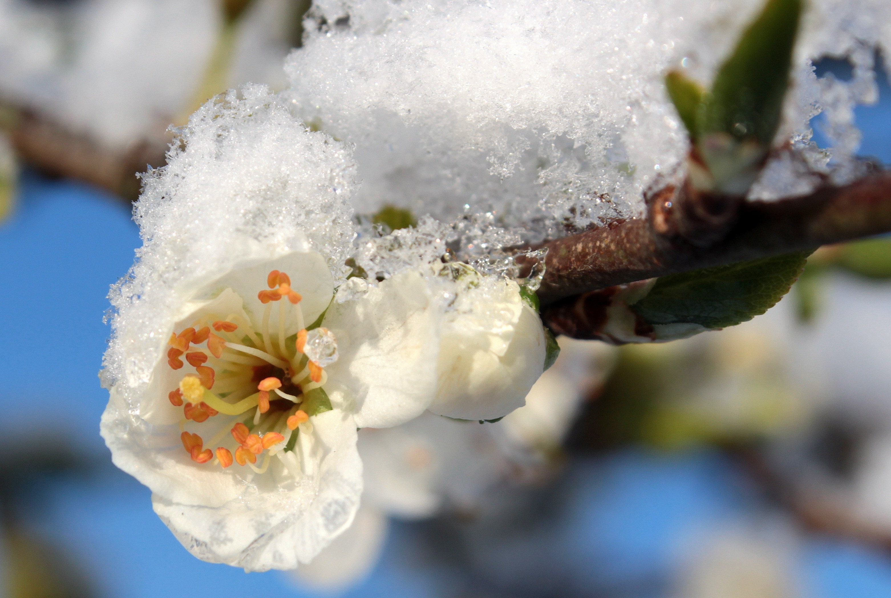 white petaled flower