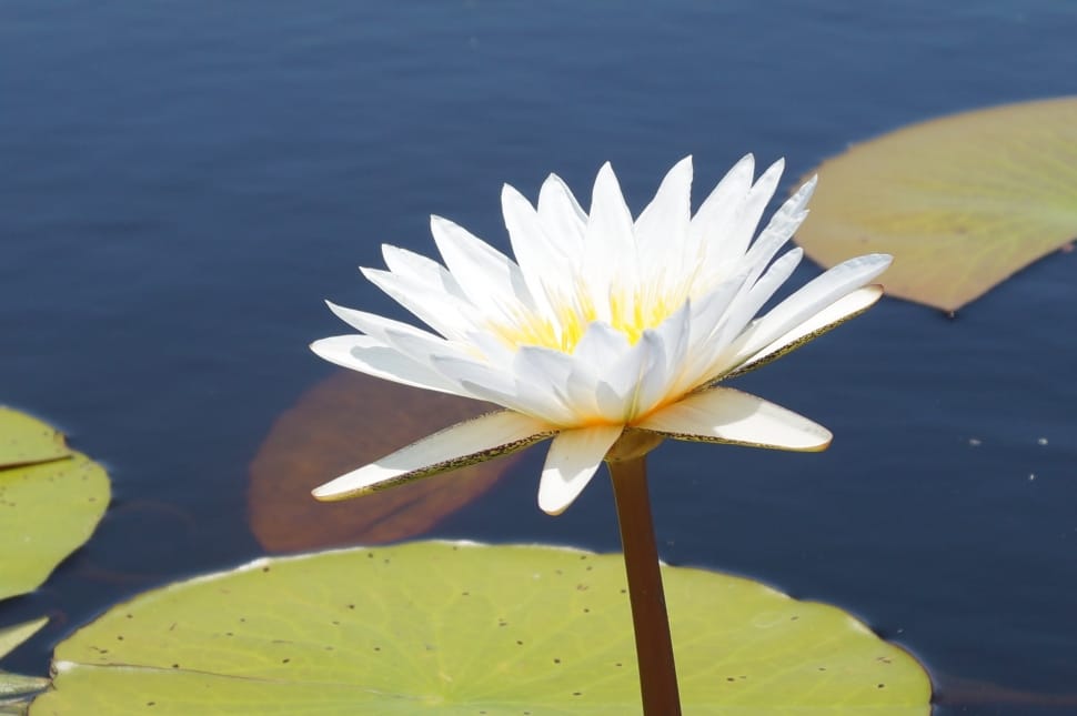 white-and-yellow petaled flower on body of water near waterlilies preview