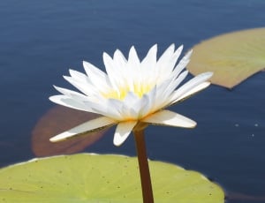 white-and-yellow petaled flower on body of water near waterlilies thumbnail