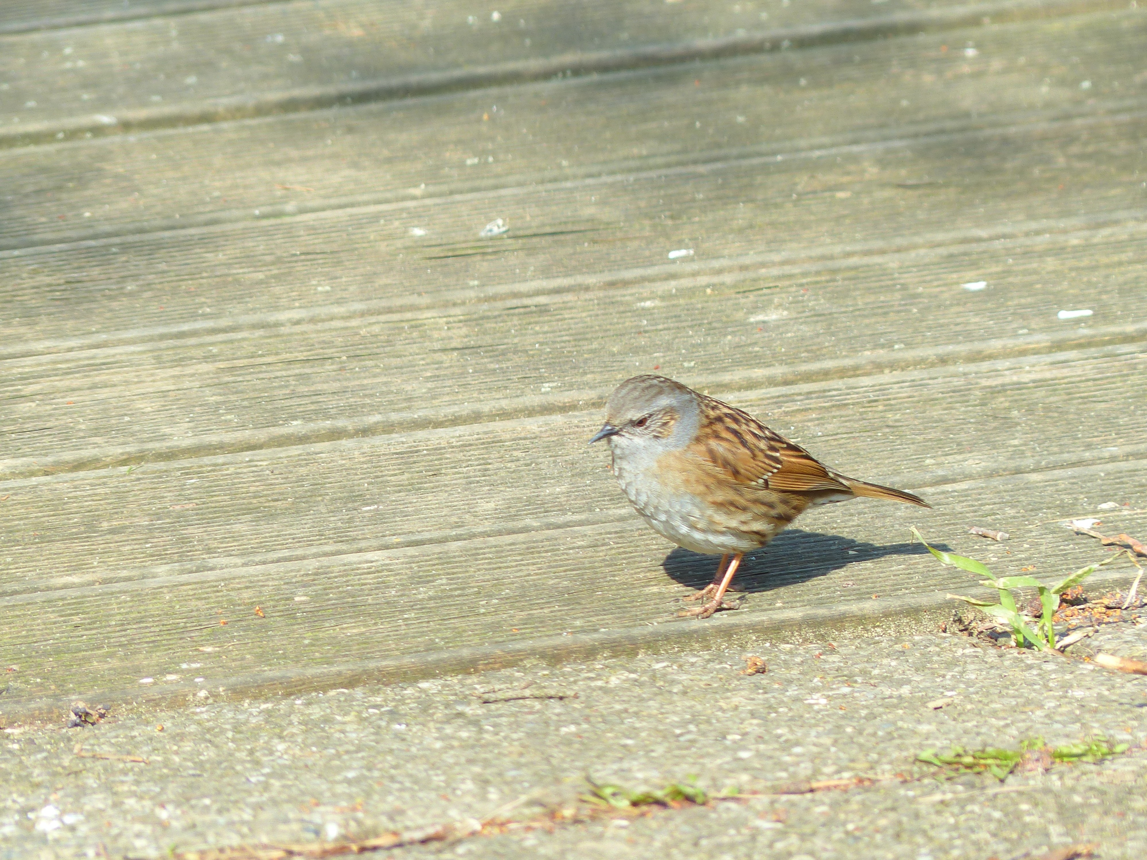 Brown, Dunnock, Bird, Animal, Retired, one animal, bird