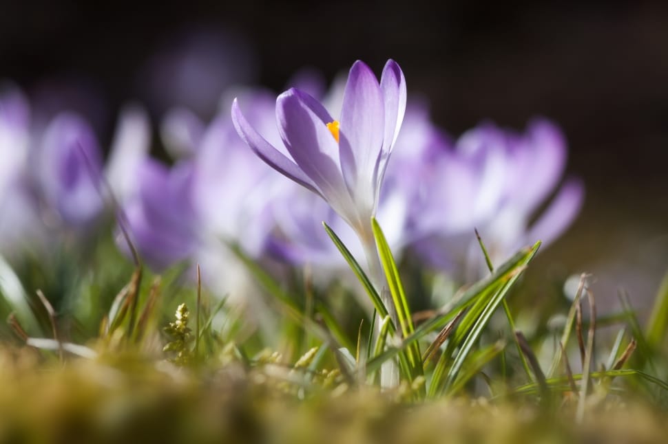 Crocus, Spring, Schwertliliengewaechs, flower, purple preview