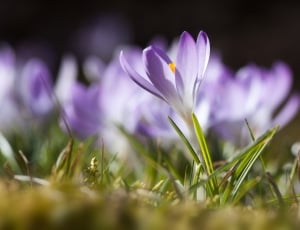 Crocus, Spring, Schwertliliengewaechs, flower, purple thumbnail
