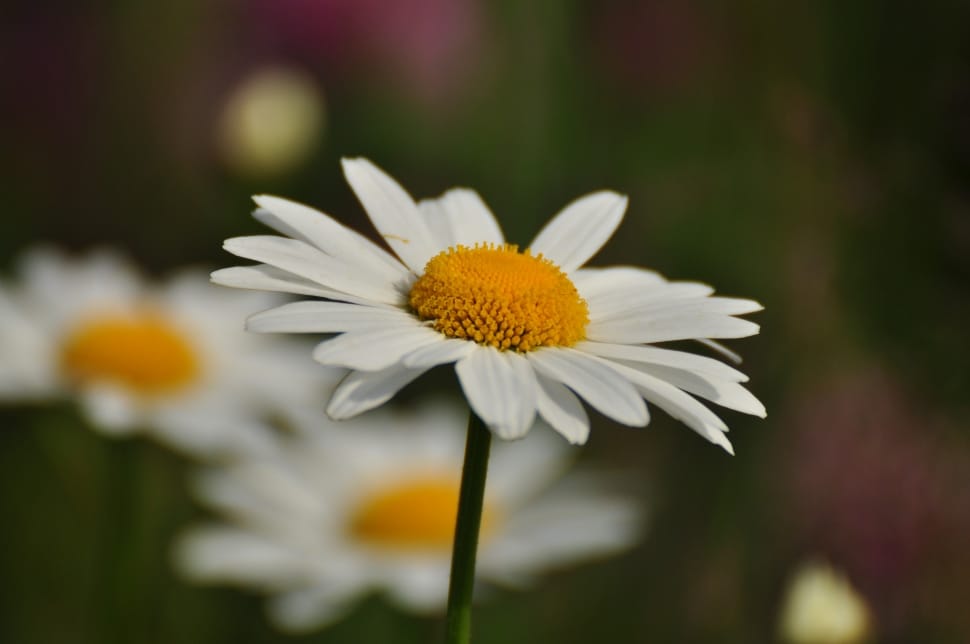 Flower, Daisy, flower, petal preview