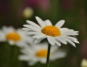 Flower, Daisy, flower, petal thumbnail