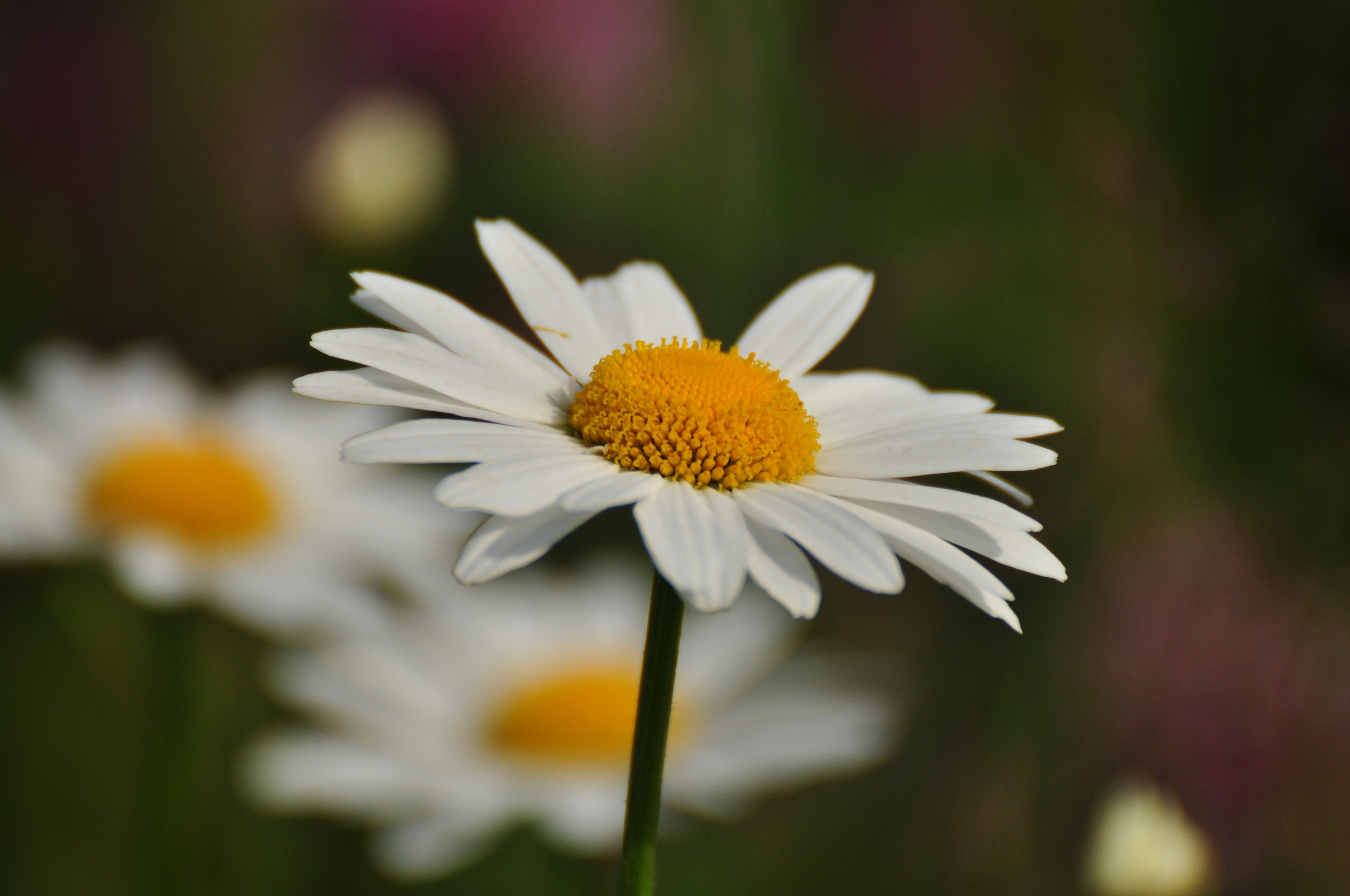 Flower, Daisy, flower, petal