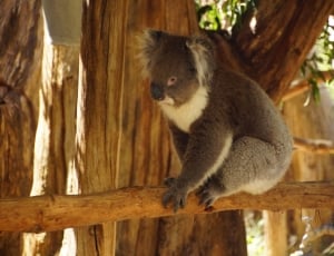 gray and white koala thumbnail