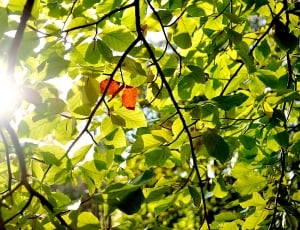Orange, Autumn, Green, Nature, Tree, branch, green color thumbnail