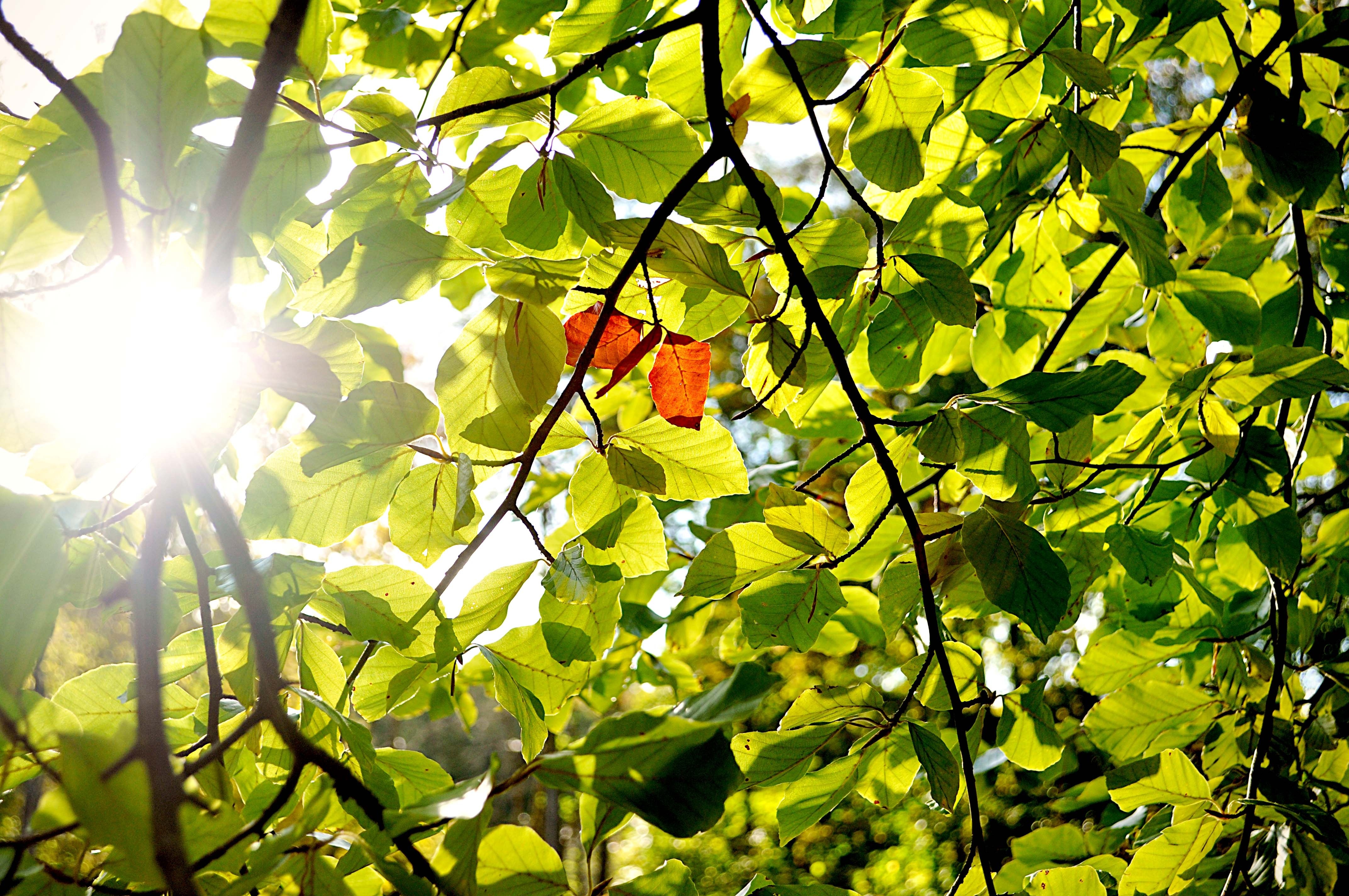 Orange, Autumn, Green, Nature, Tree, branch, green color