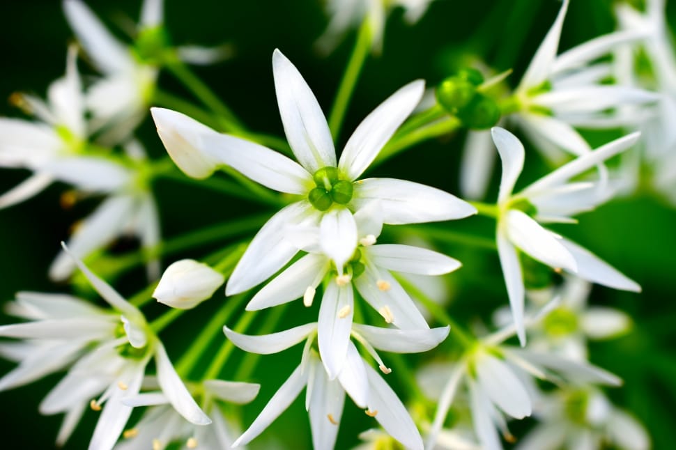 Bear'S Garlic, Forest, White, Spring, plant, green color preview