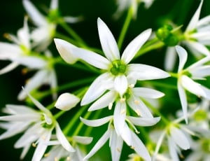 Bear'S Garlic, Forest, White, Spring, plant, green color thumbnail