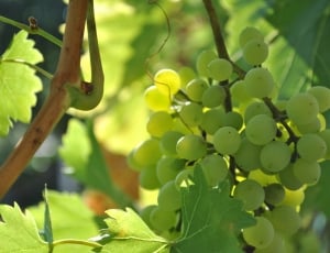 Summer, Wine, Garden, Green, Grapes, fruit, leaf thumbnail