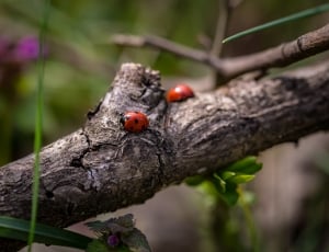 red and black lady bugs on brown tree branch thumbnail
