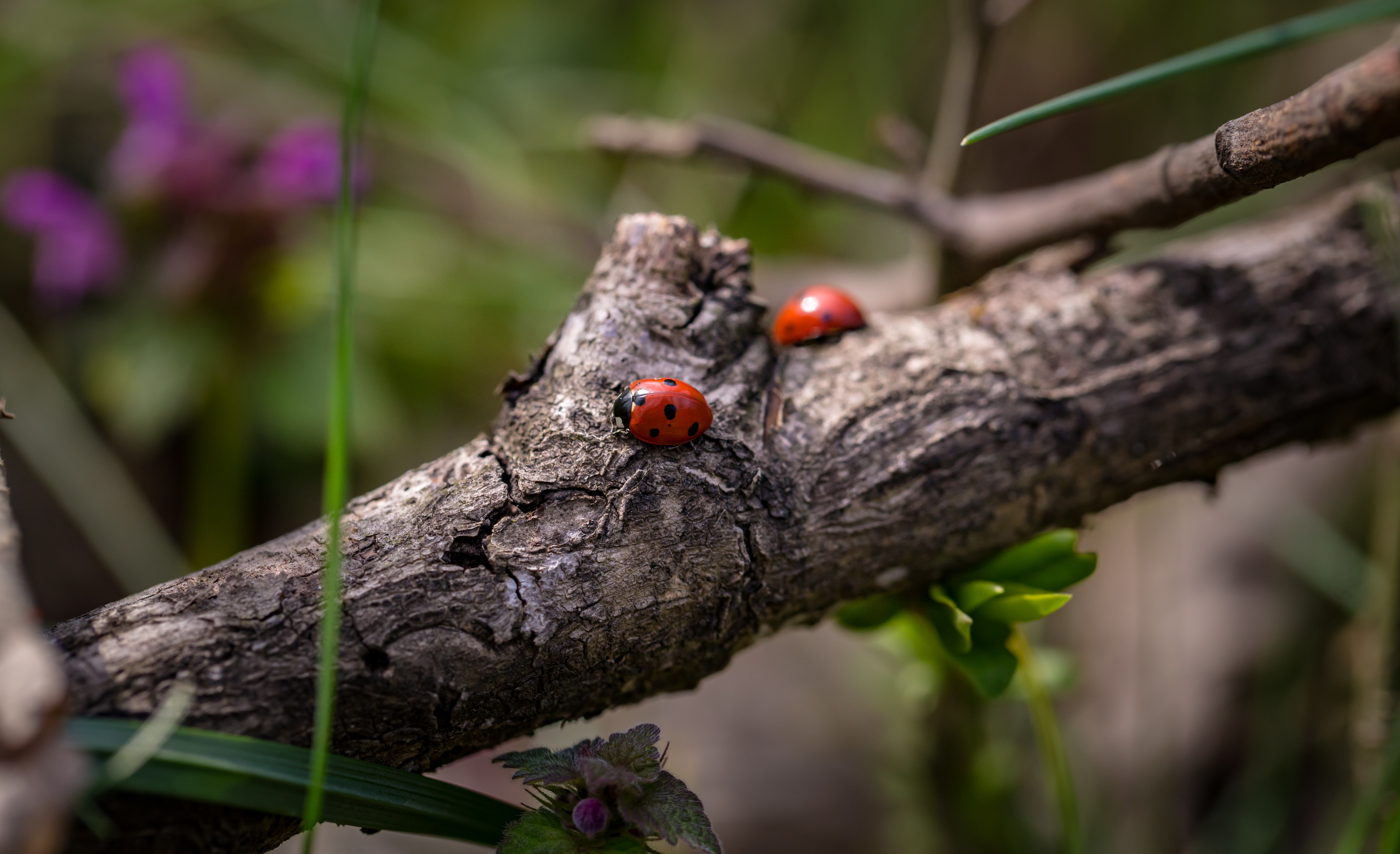 red and black lady bugs on brown tree branch