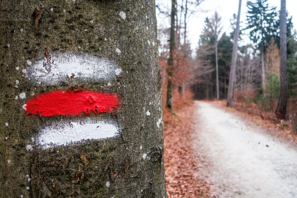 red and white paint spray marked on tree trunk preview