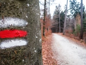 red and white paint spray marked on tree trunk thumbnail