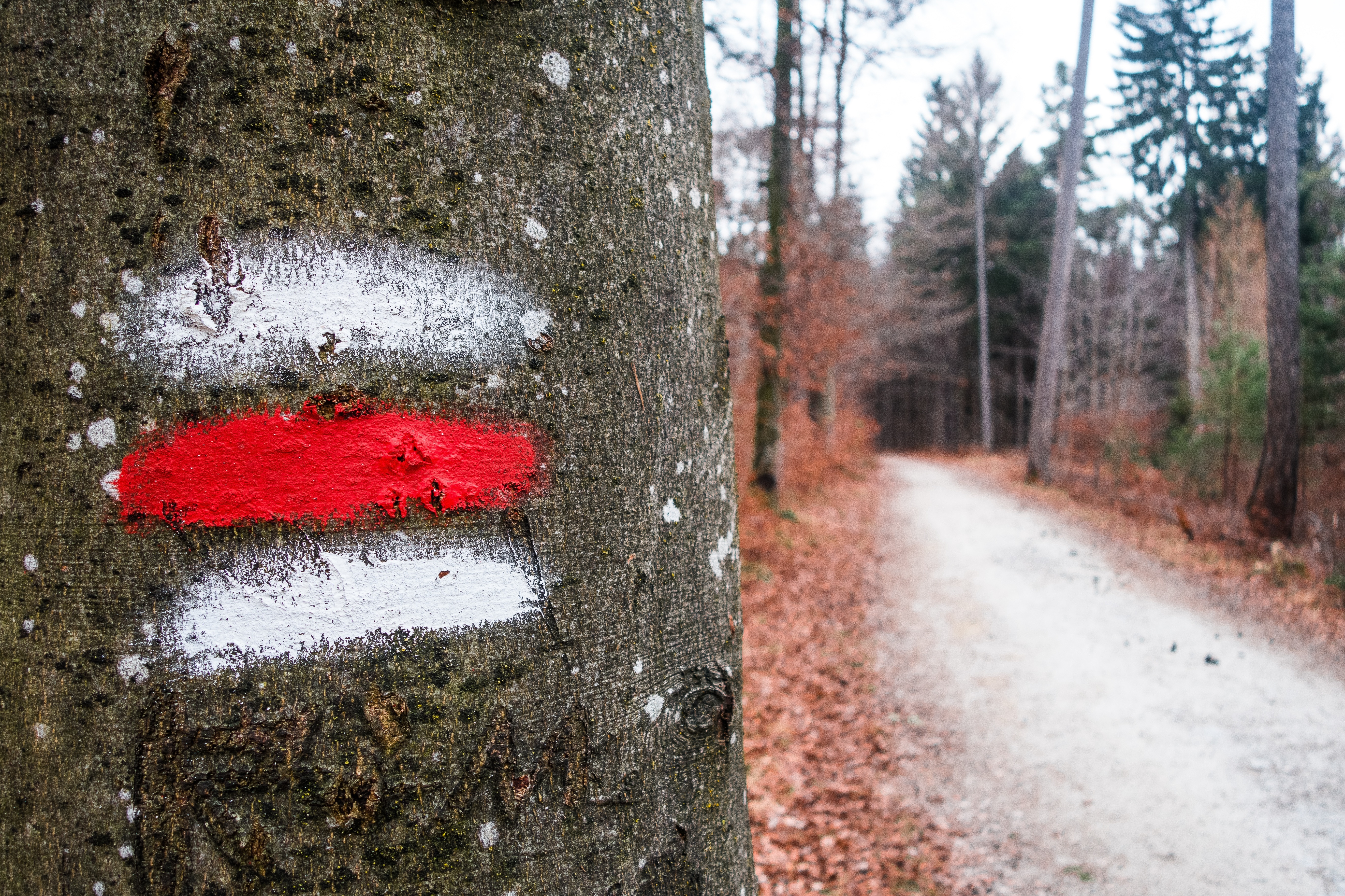 red and white paint spray marked on tree trunk