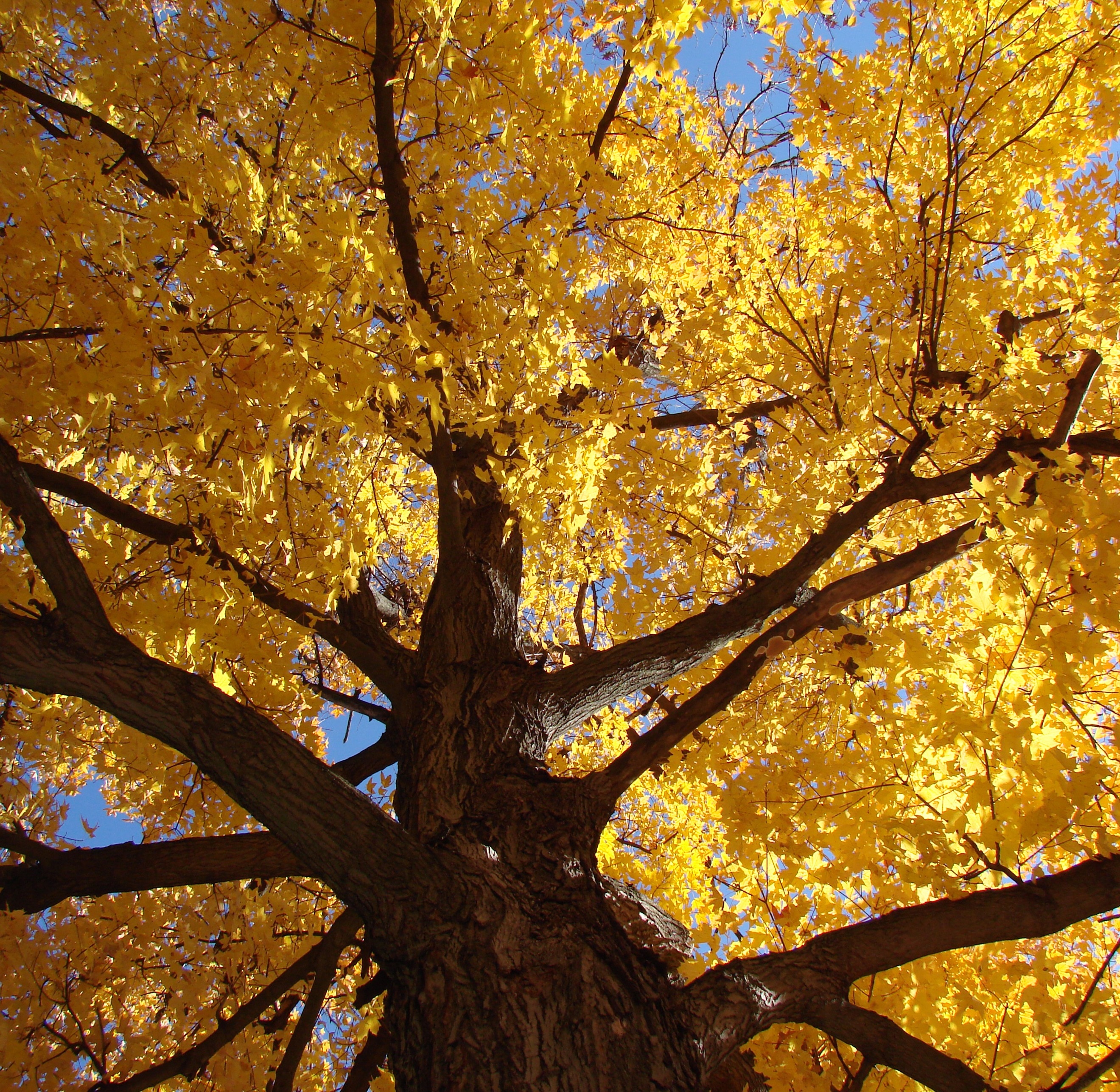 Осенние деревья снизу вверх