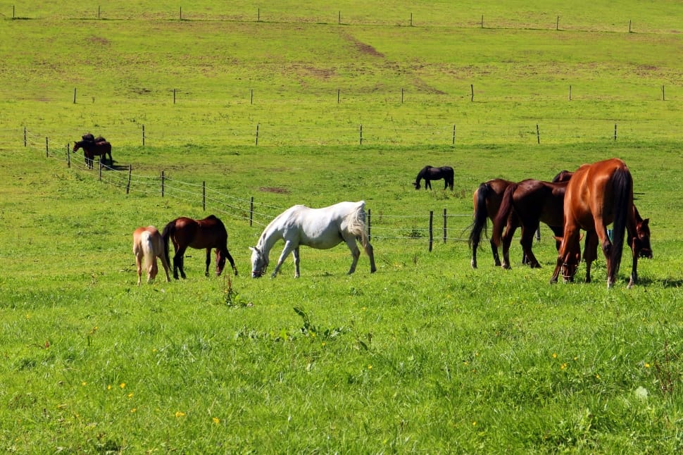 group of brown-black-white horse on green grass field during daytime preview