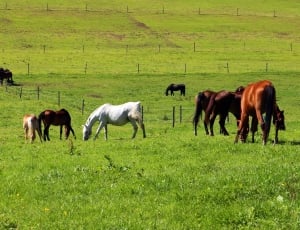group of brown-black-white horse on green grass field during daytime thumbnail