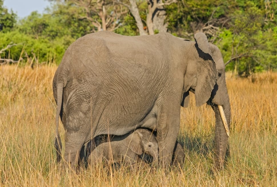 gray elephant mother and child preview