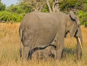 gray elephant mother and child thumbnail