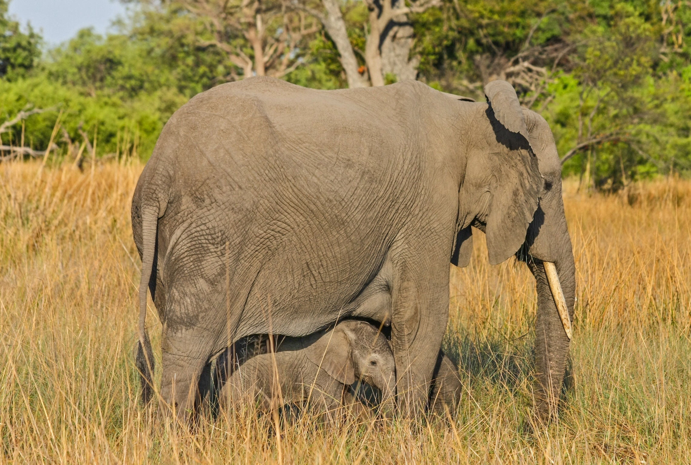 gray elephant mother and child