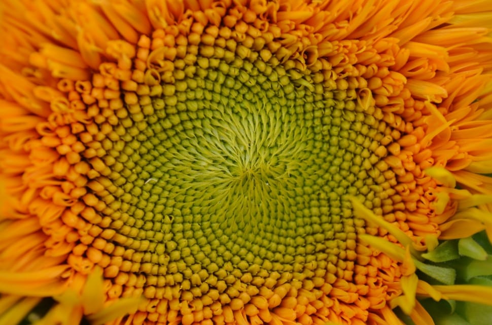 close up photo of green and yellow flower's stamen preview